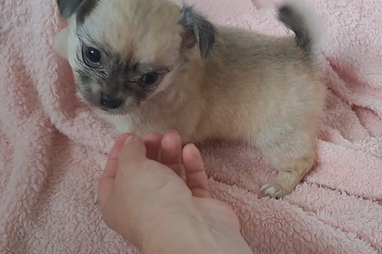 Chihuahua