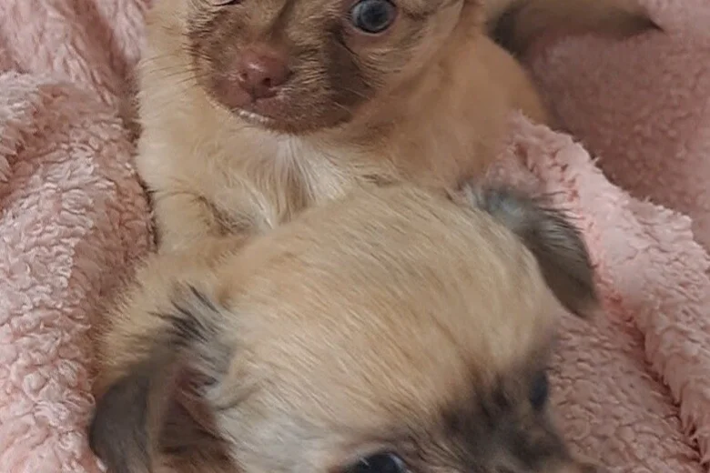 Chihuahua