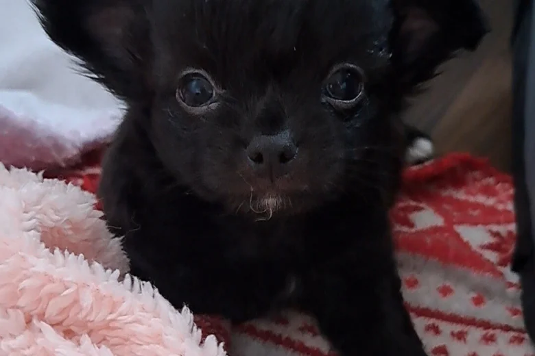 Chihuahua