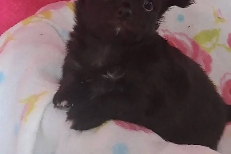 Chihuahua