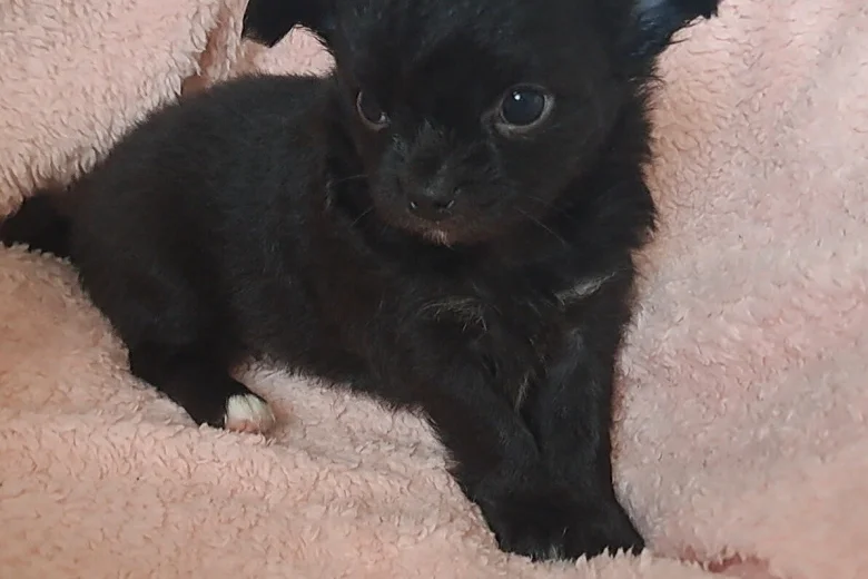 Chihuahua