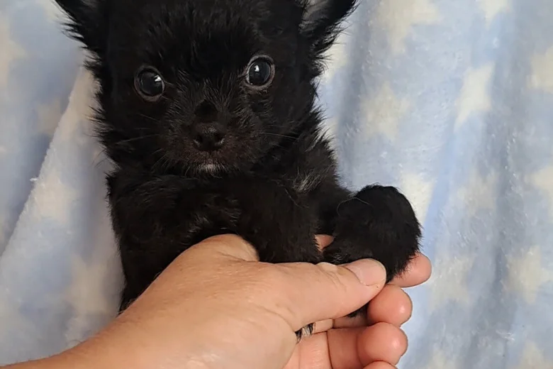 Chihuahua