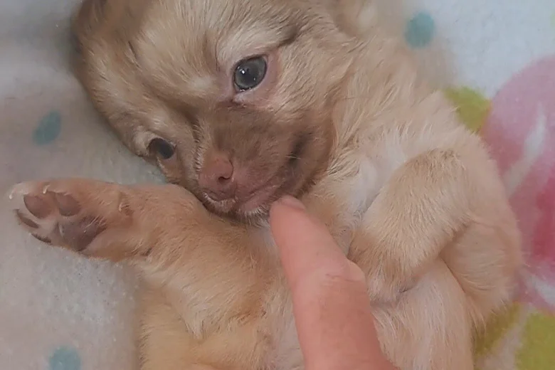 Chihuahua