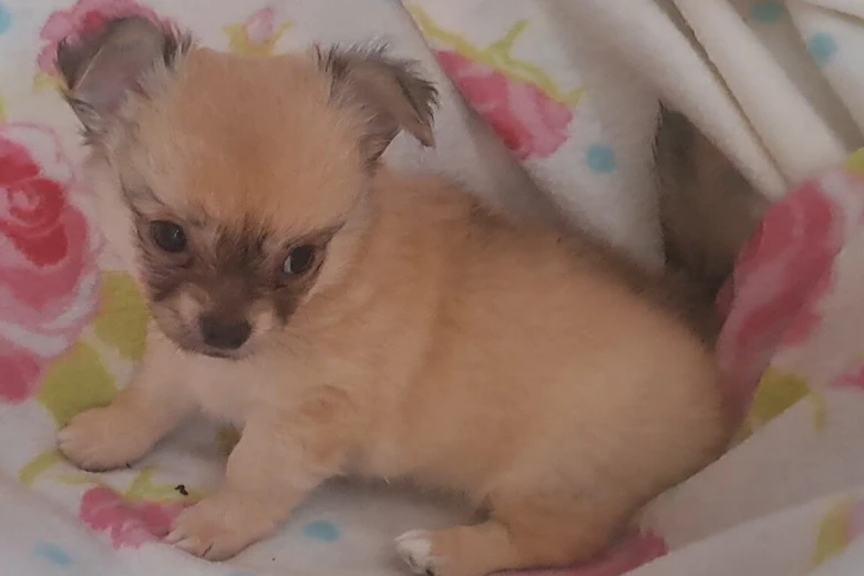 Chihuahua