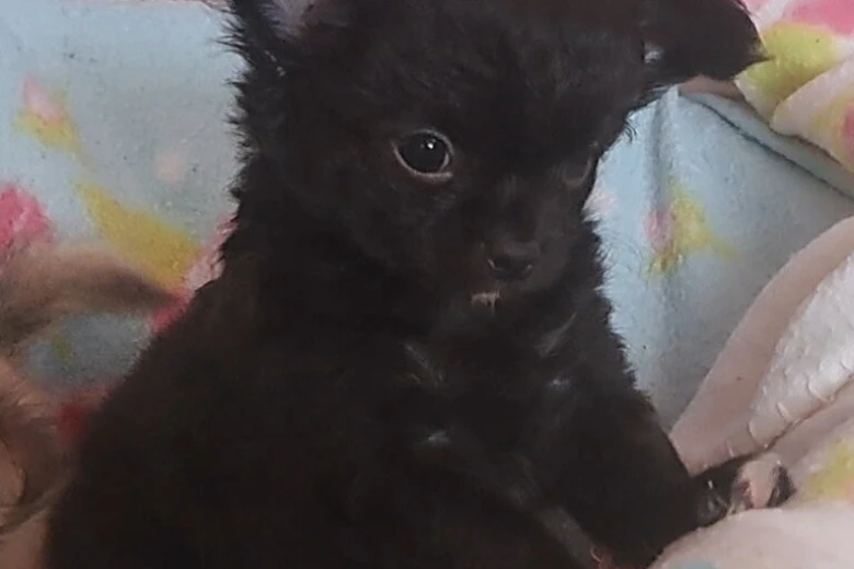 Chihuahua