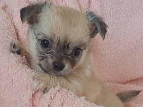 Chihuahua