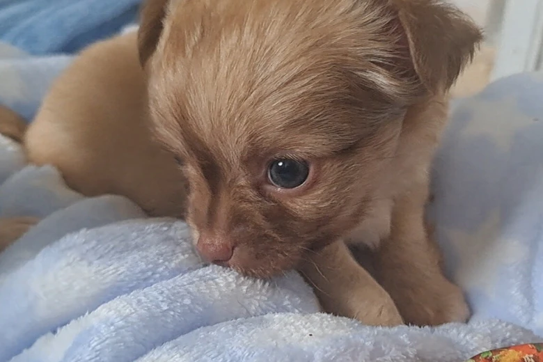 Chihuahua
