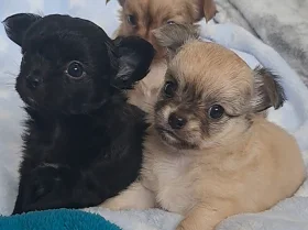 Chihuahua