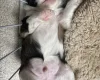 Chinese Crested