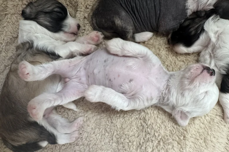 Chinese Crested