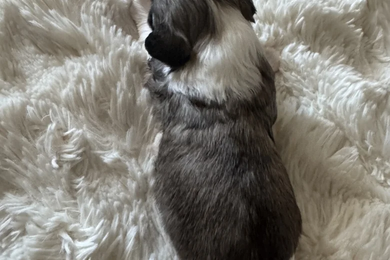 Chinese Crested