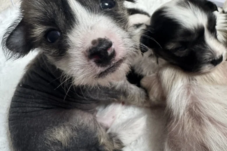 Chinese Crested