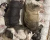 Chinese Crested