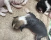 Chinese Crested