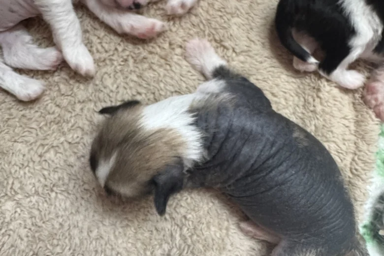 Chinese Crested