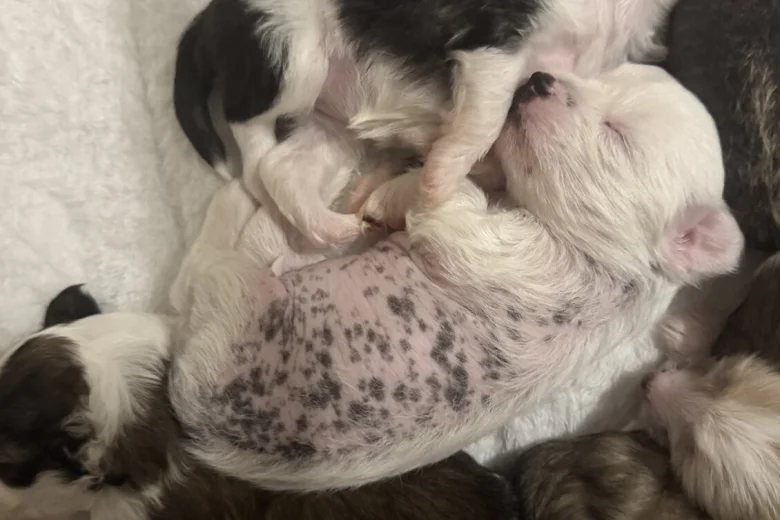 Chinese Crested