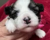 Chinese Crested
