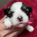 Chinese Crested