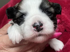 Chinese Crested
