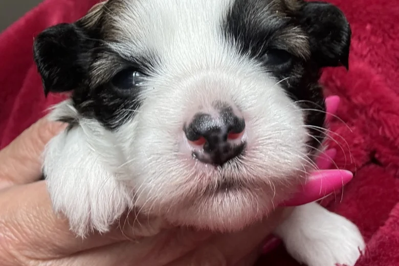 Chinese Crested