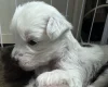 Chinese Crested