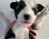 Chinese Crested