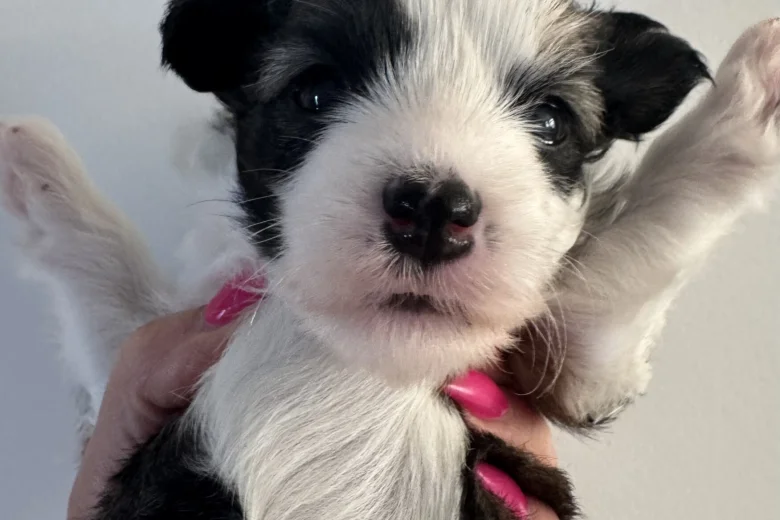 Chinese Crested