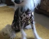 Chinese Crested