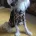 Chinese Crested