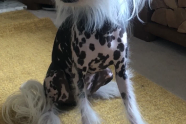 Chinese Crested