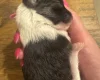 Chinese Crested