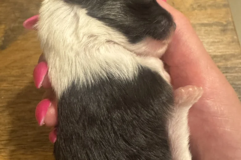 Chinese Crested