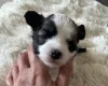 Chinese Crested