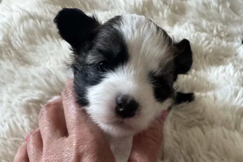 Chinese Crested