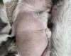 Chinese Crested