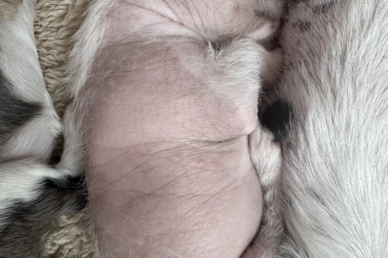 Chinese Crested