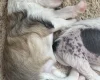 Chinese Crested