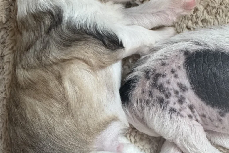 Chinese Crested