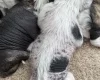 Chinese Crested