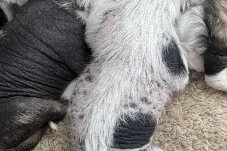 Chinese Crested