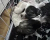 Chinese Crested