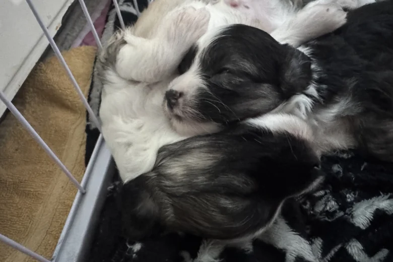 Chinese Crested