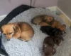 Chiweenie