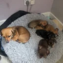 Chiweenie