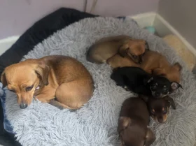 Chiweenie