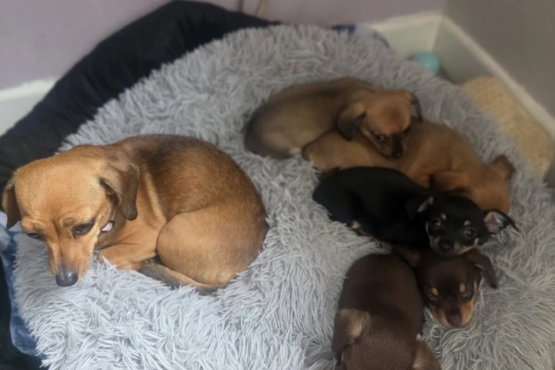 Chiweenie