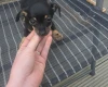 Chiweenie