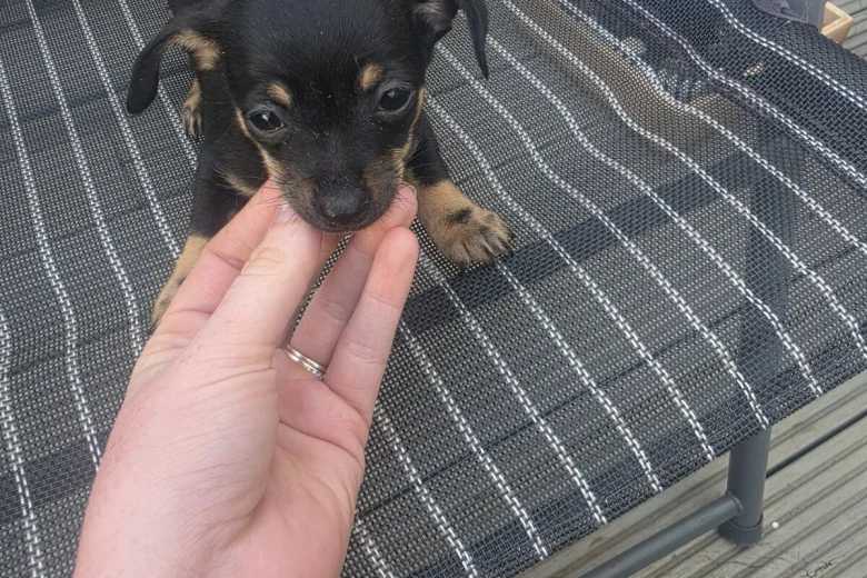 Chiweenie