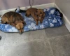 Chiweenie