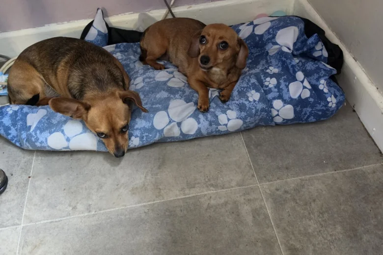 Chiweenie